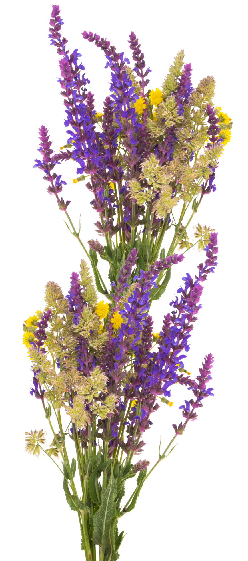 herbs